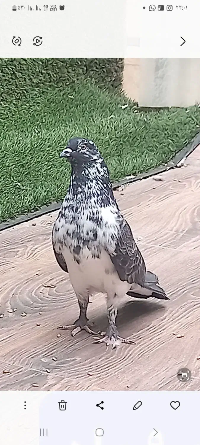 کبوتر قاره نر|پرنده|هشتگرد, شهرک راه آهن|دیوار