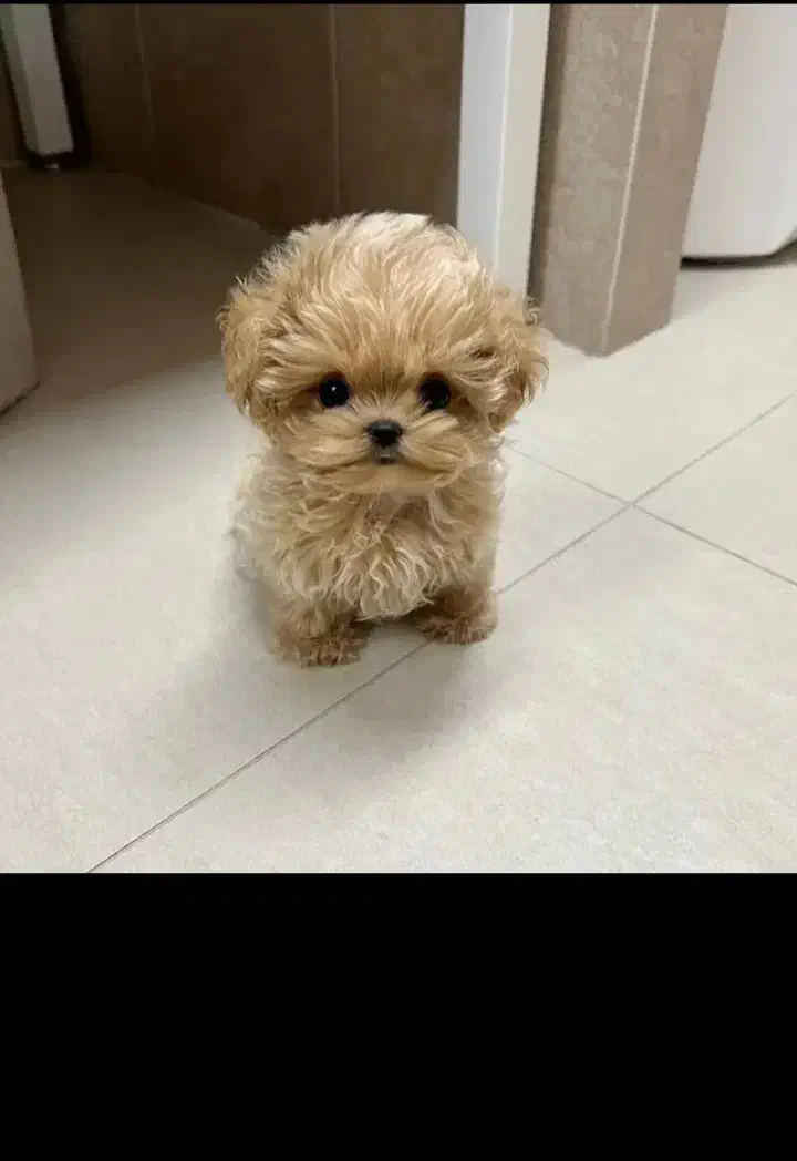 واگذاری سگ منیاتوری جیبی|سگ|نجف‌آباد, یزدانشهر|دیوار