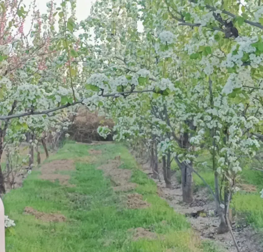 باغ میوه های متنوع|خدمات باغبانی و درختکاری|مانه, |دیوار