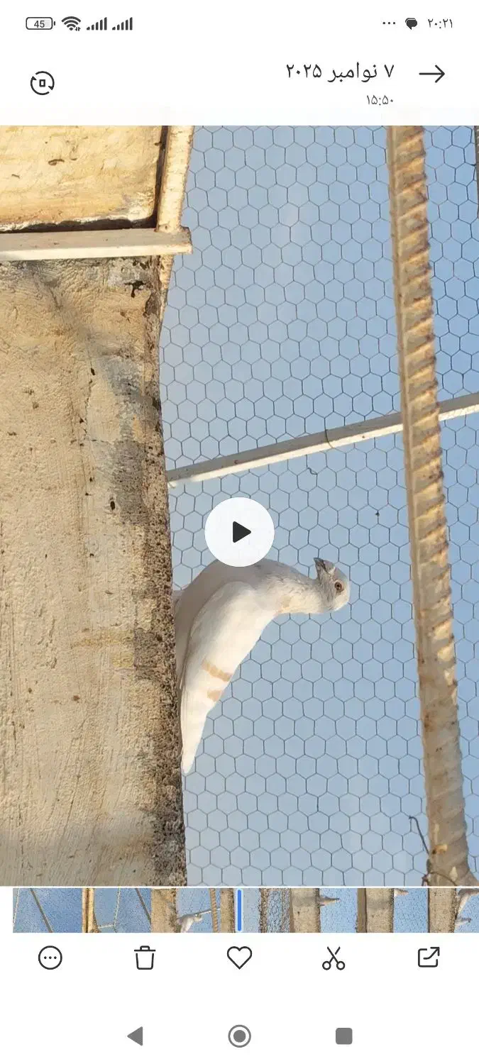 سار نر و کرم شیشهای نر|پرنده|برازجان, |دیوار