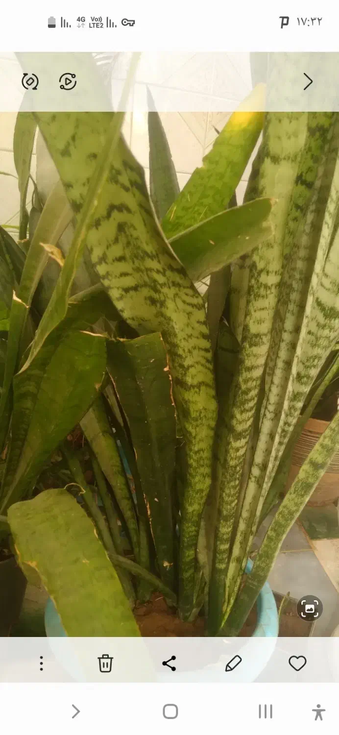 گلهای خانگی|گل و گیاه طبیعی|نظرآباد, نجم آباد|دیوار