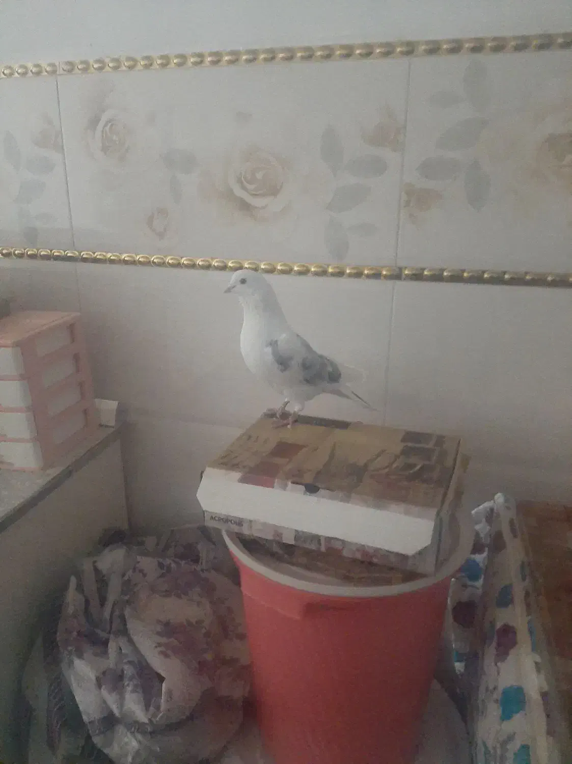 کفتر|پرنده|مشگین شهر, |دیوار