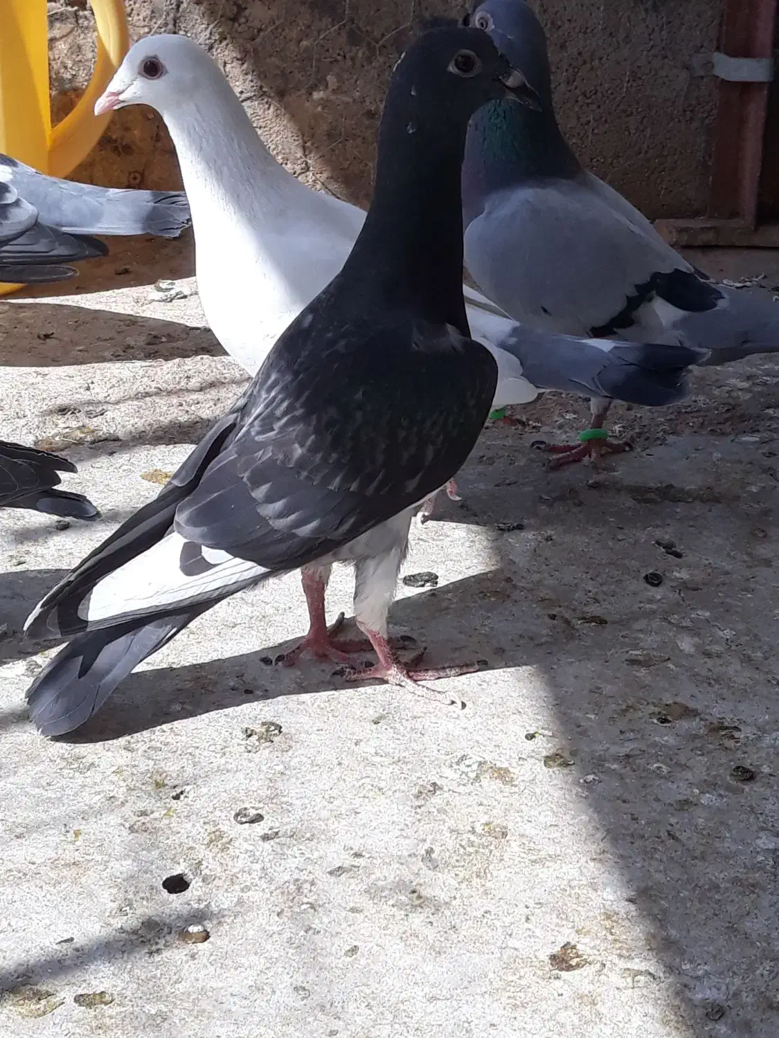 کبوتر آلمانی سبزوسفیدورنگه|پرنده|مشهد, امیریه|دیوار