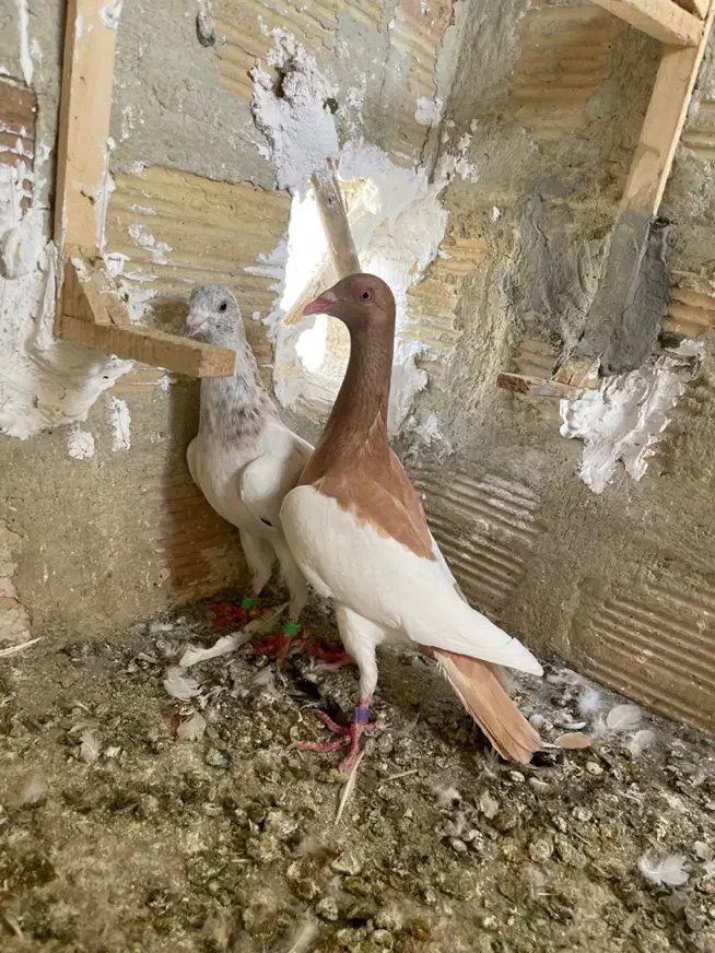 کفتر سرخ یهودی شهرستانی|پرنده|ری, دولت‌آباد|دیوار