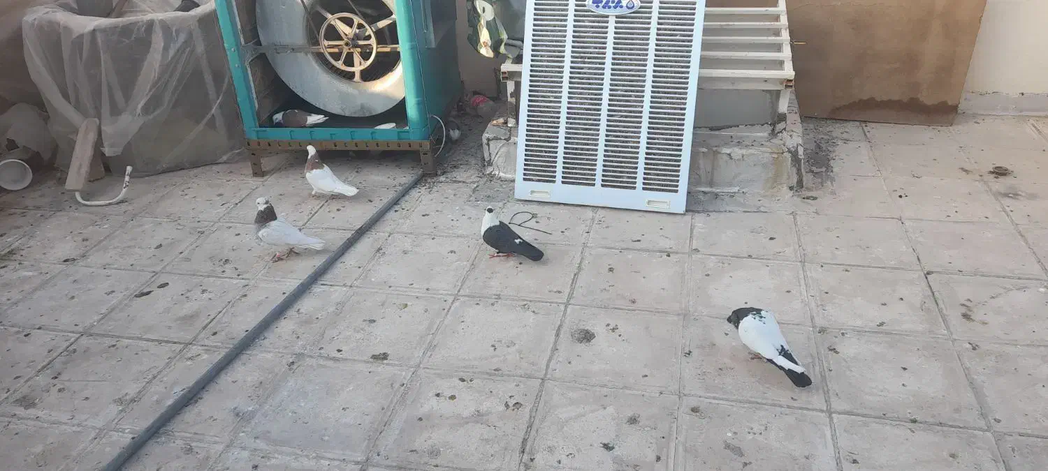 فروش فوری 23کبوتر همه نوع با جوجه هاش|پرنده|لنجان, |دیوار