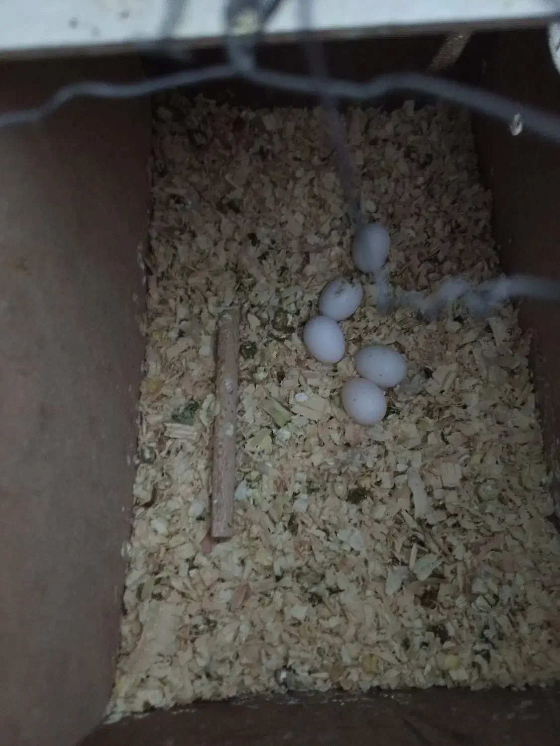 عروس هلندی|پرنده|پاکدشت, حصار امیر|دیوار