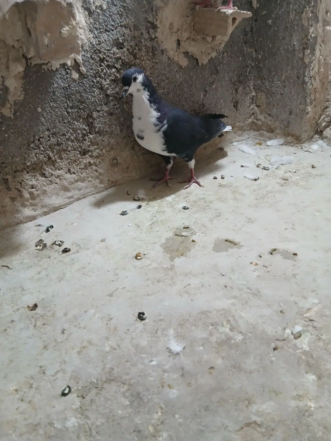 کفتر|پرنده|مشهد, خواجه ربیع|دیوار