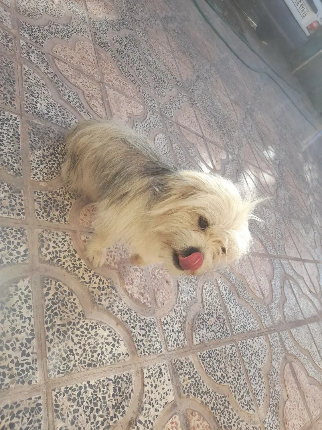 سگ پا کوتاه|سگ|بم, |دیوار