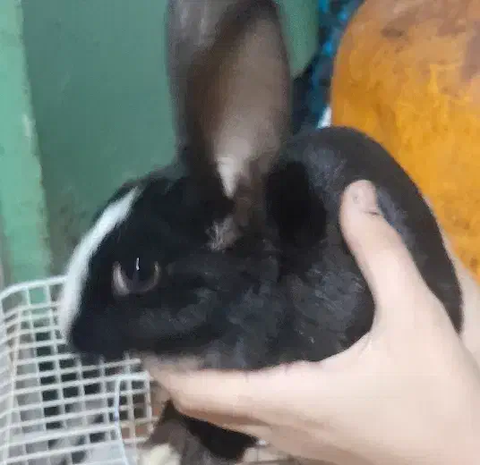 خرگوش ۲۵۰|موش و خرگوش|آبادان, |دیوار