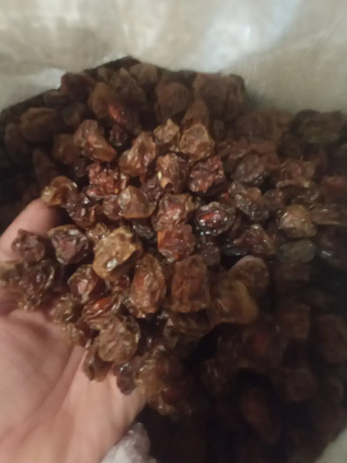 انواع میوه های خشک شده بسیار تمیز و خوشمزه|عمده‌فروشی|صدرا-فارس, فاز ۱|دیوار