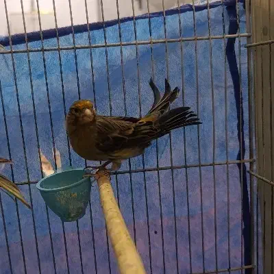 قناری های مست|پرنده|ملایر, |دیوار