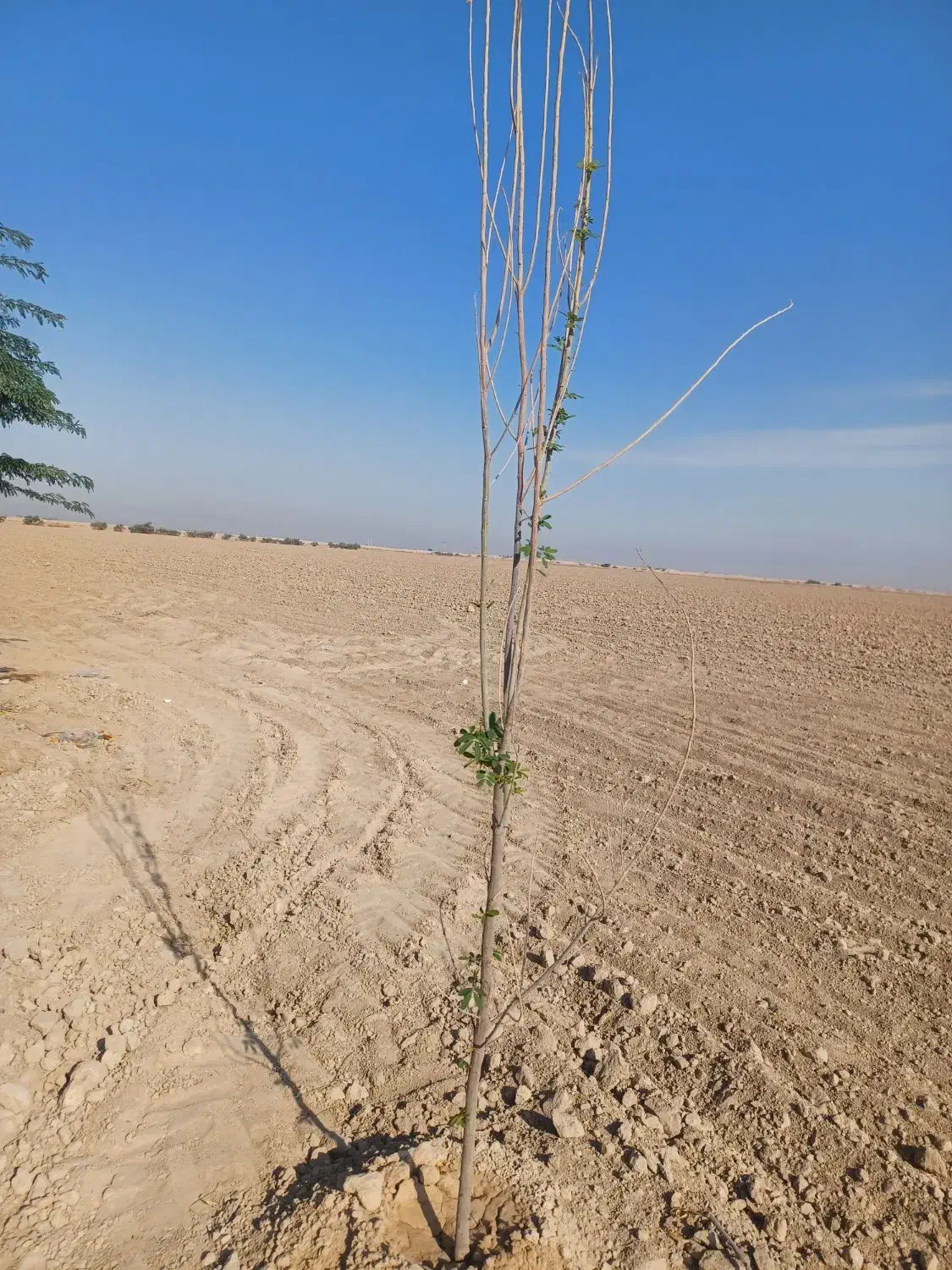 زمین کشاورزی اجاره داده می‌شود|اجارهٔ دفتر صنعتی، کشاورزی، تجاری|رامشیر, |دیوار
