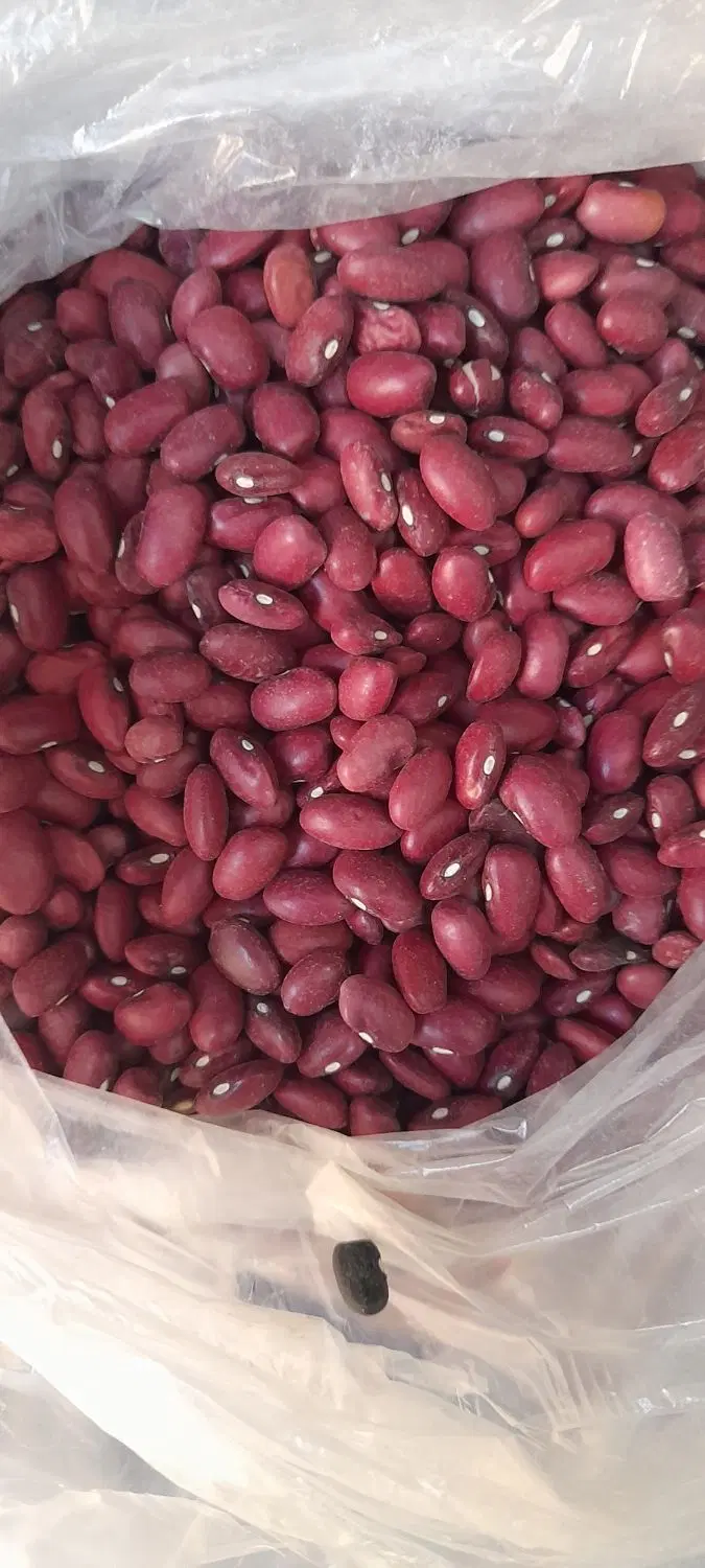 لوبیا قرمز و لوبیا چیتی|خوردنی و آشامیدنی|تهران, شهرک گلها|دیوار