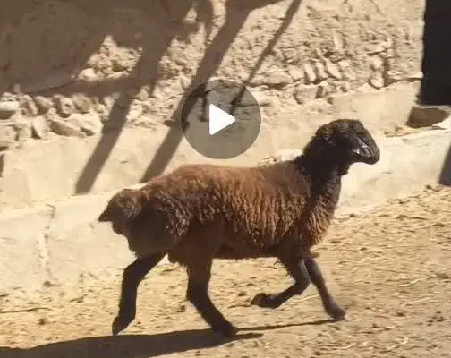 بره نر و ماده ۳۵تا۴۰کیلو ومیش ابستن|حیوانات مزرعه|سمنان, |دیوار