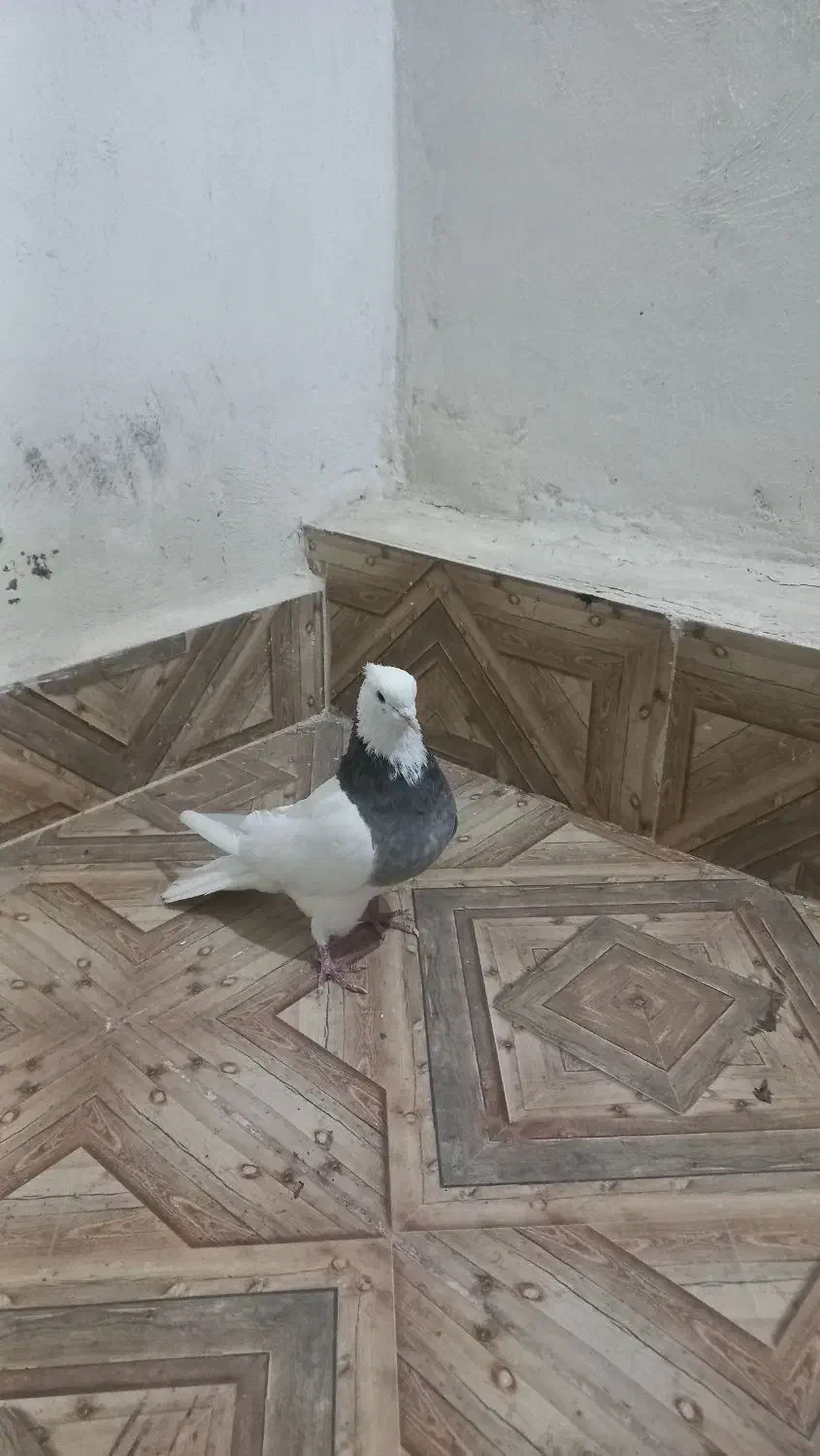 طوقی نر|پرنده|مبارکه, |دیوار