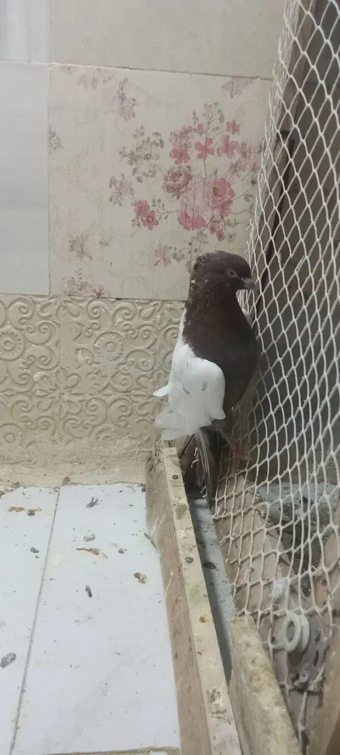 کفتر سینه سرخ زینتی کاکلی نر دم قاشقی|پرنده|تهران, یافتآباد|دیوار