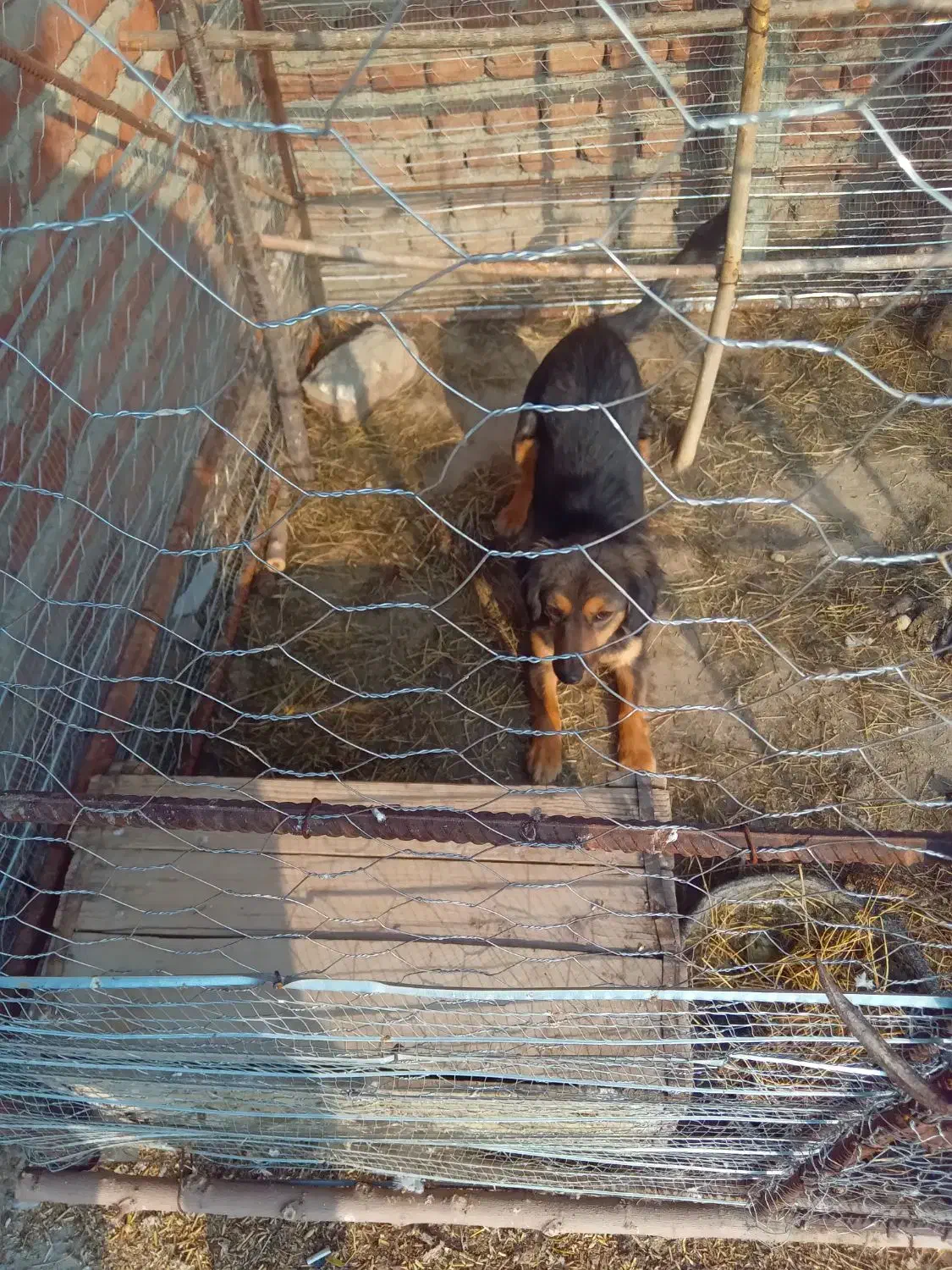 سگ پاکوتاه|سگ|مراغه, |دیوار