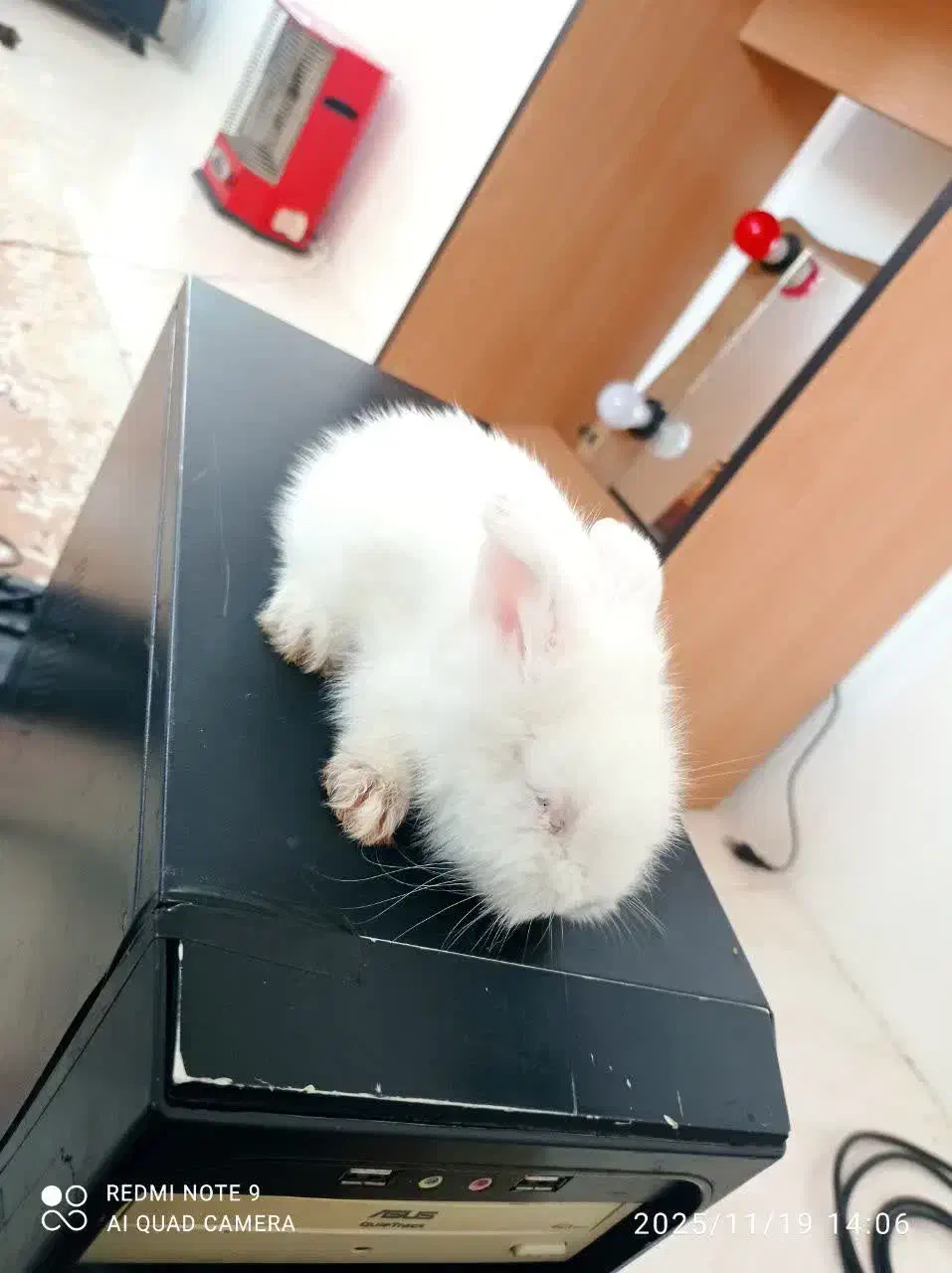 یک جفت خرگوش لوپ خیلی خوشگل|موش و خرگوش|کهک, |دیوار