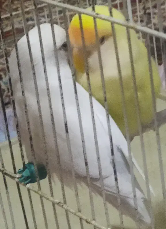 طوطی برزیلی|پرنده|کرمانشاه, |دیوار