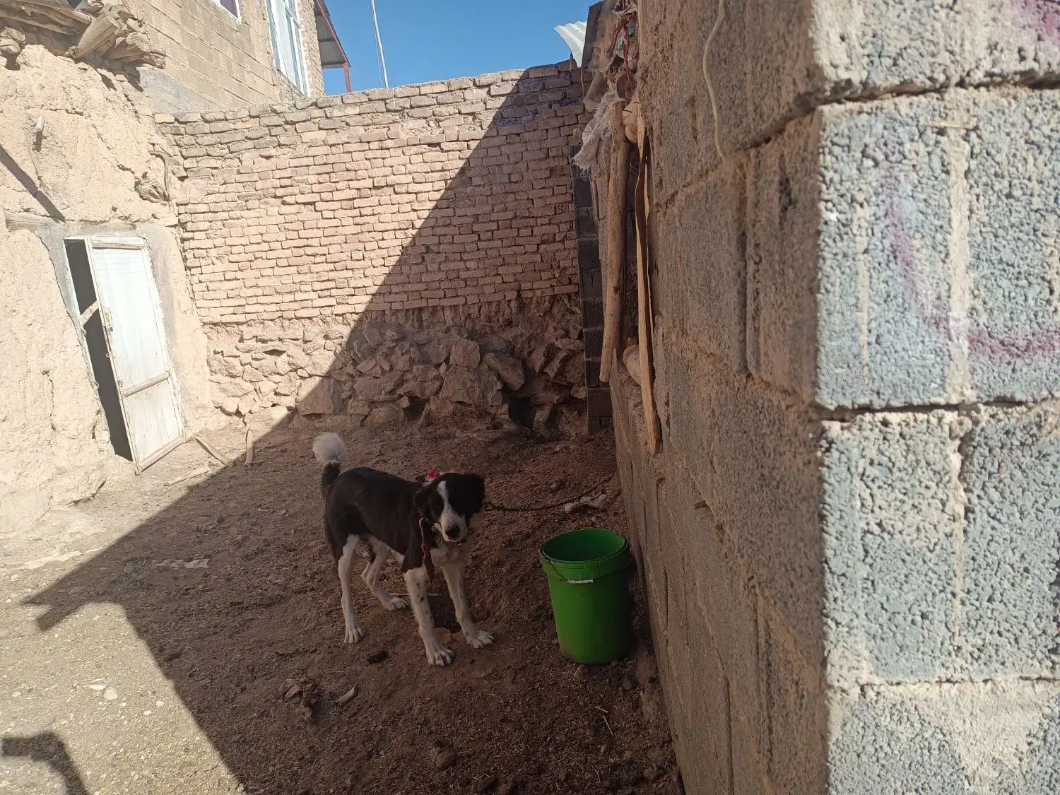 دوعد سگ گله ای برای فروش|سگ|داران, |دیوار