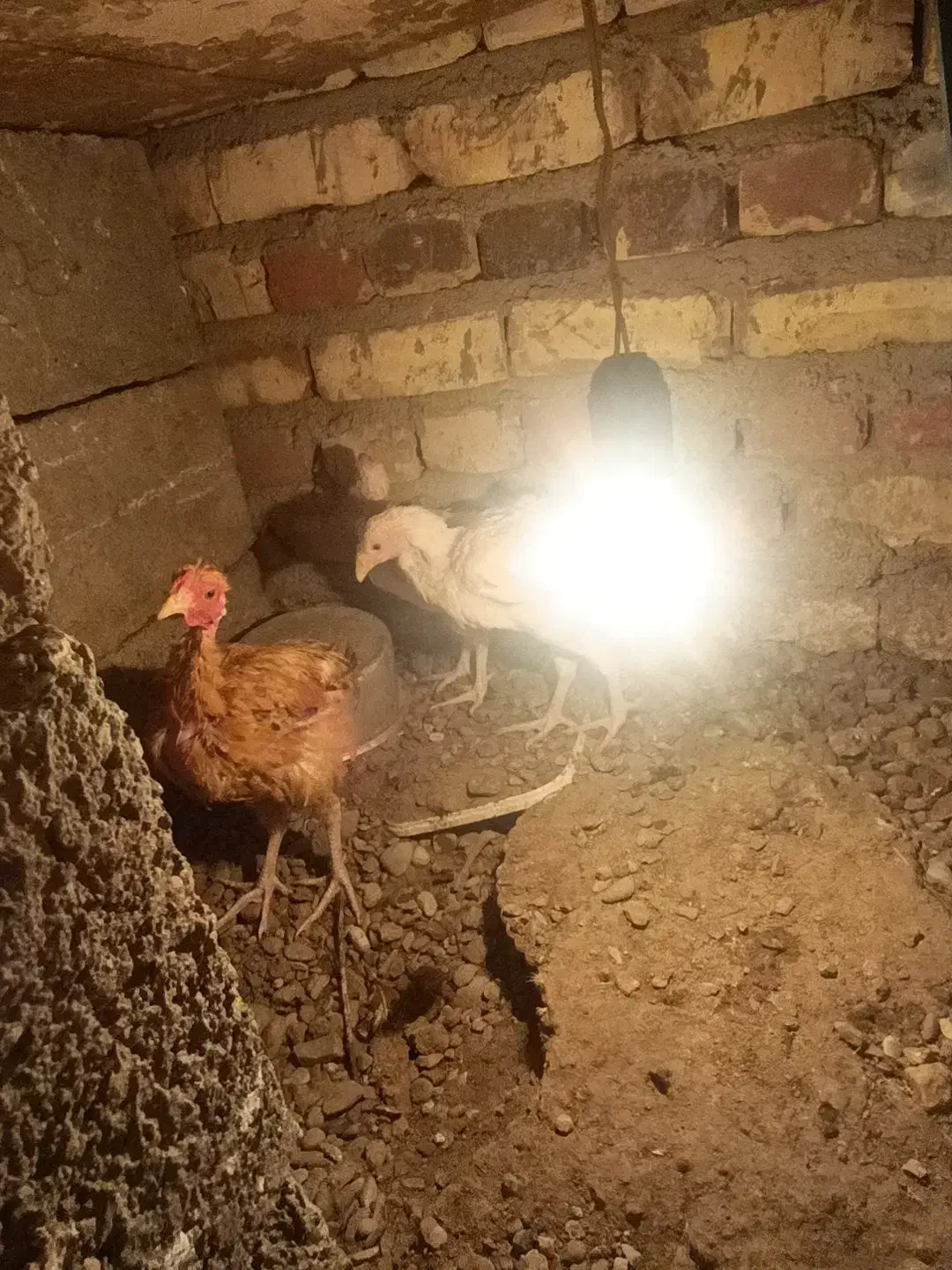 جوجه محلی  شروه ای|حیوانات مزرعه|تیمور آباد, |دیوار