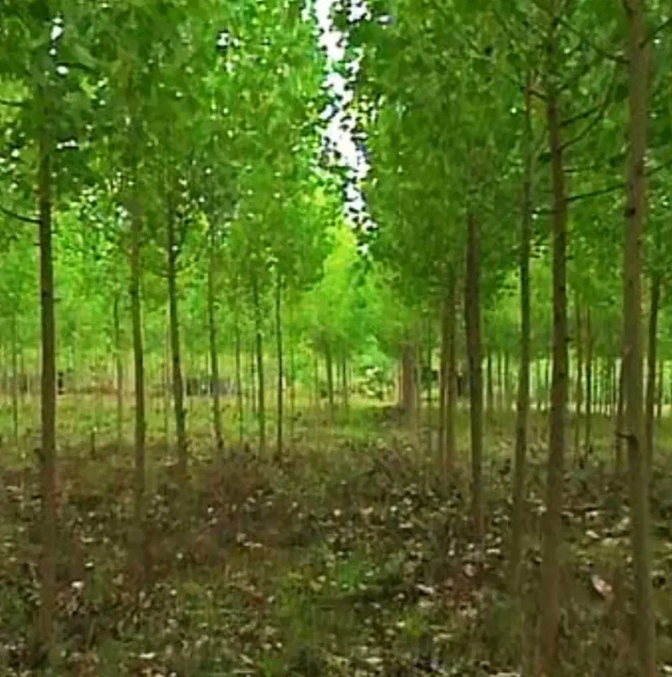 درخت صنوبر|گل و گیاه طبیعی|رشت, منظریه|دیوار