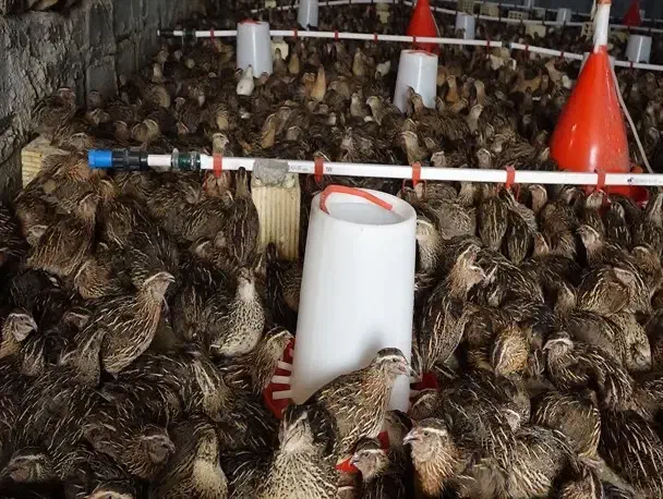 نیرو کار  برای سالن بلدرچین|استخدام صنعتی، فنی، مهندسی|قنوات, |دیوار