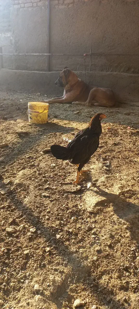 مرغ وخروس لاری|حیوانات مزرعه|گلبهار, شهر جدید گلبهار|دیوار