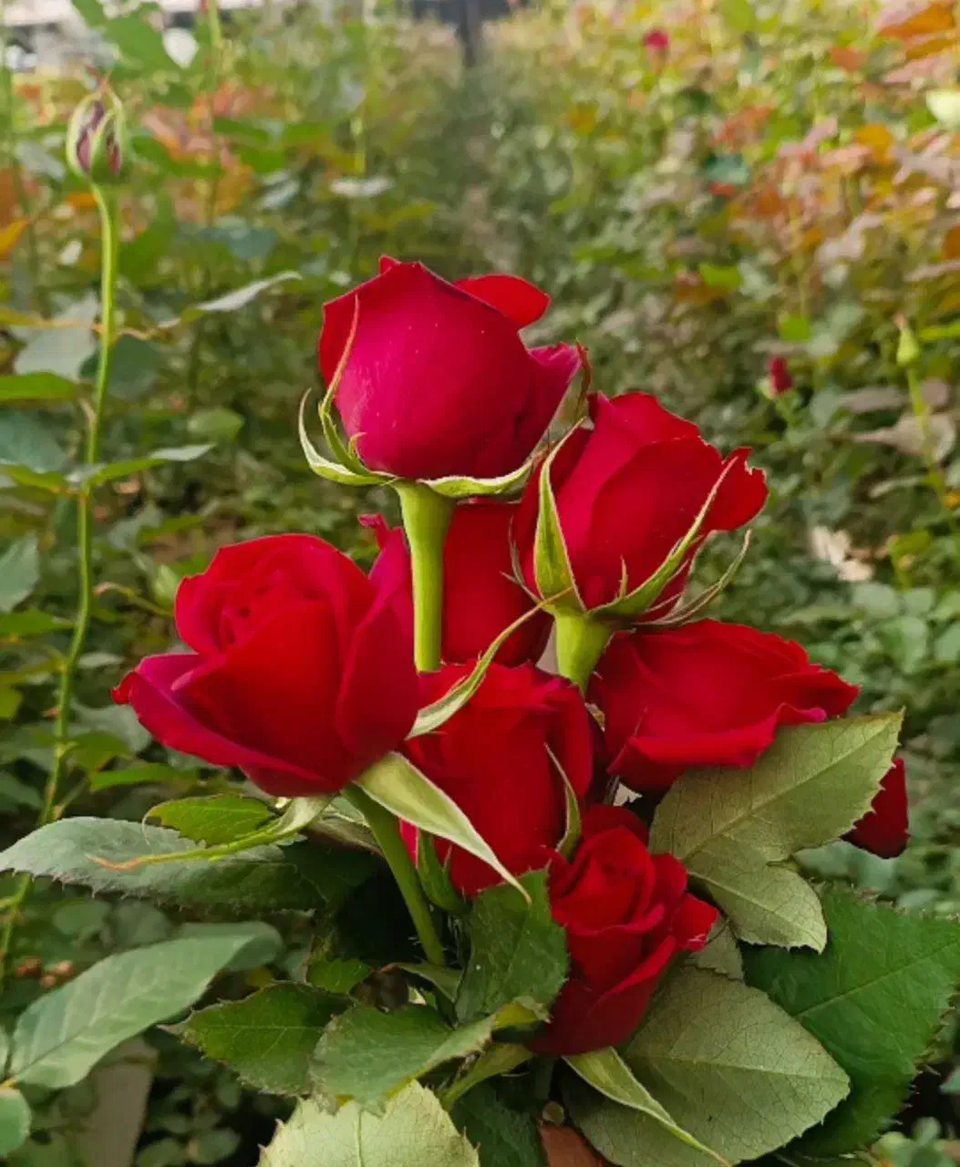 کار در گلخونه گل رز|استخدام صنعتی، فنی، مهندسی|مشهد, کلاته برفی|دیوار