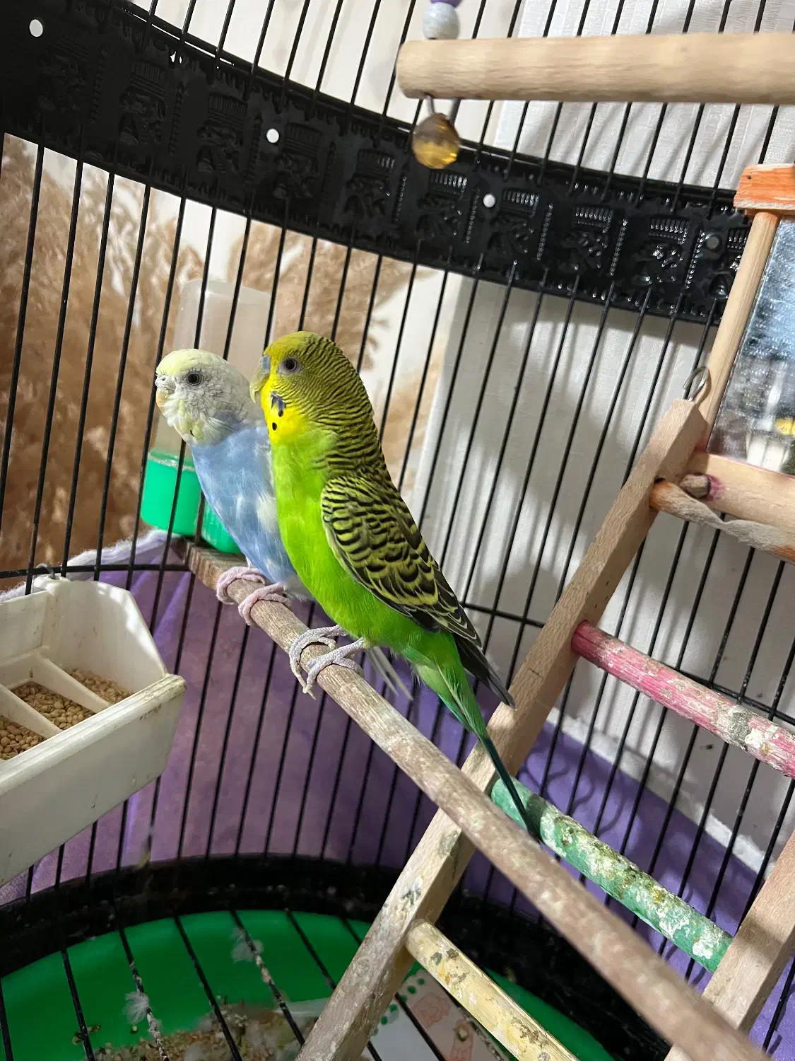 مرغ عشق سالم سرحال|پرنده|علیآباد کتول, |دیوار