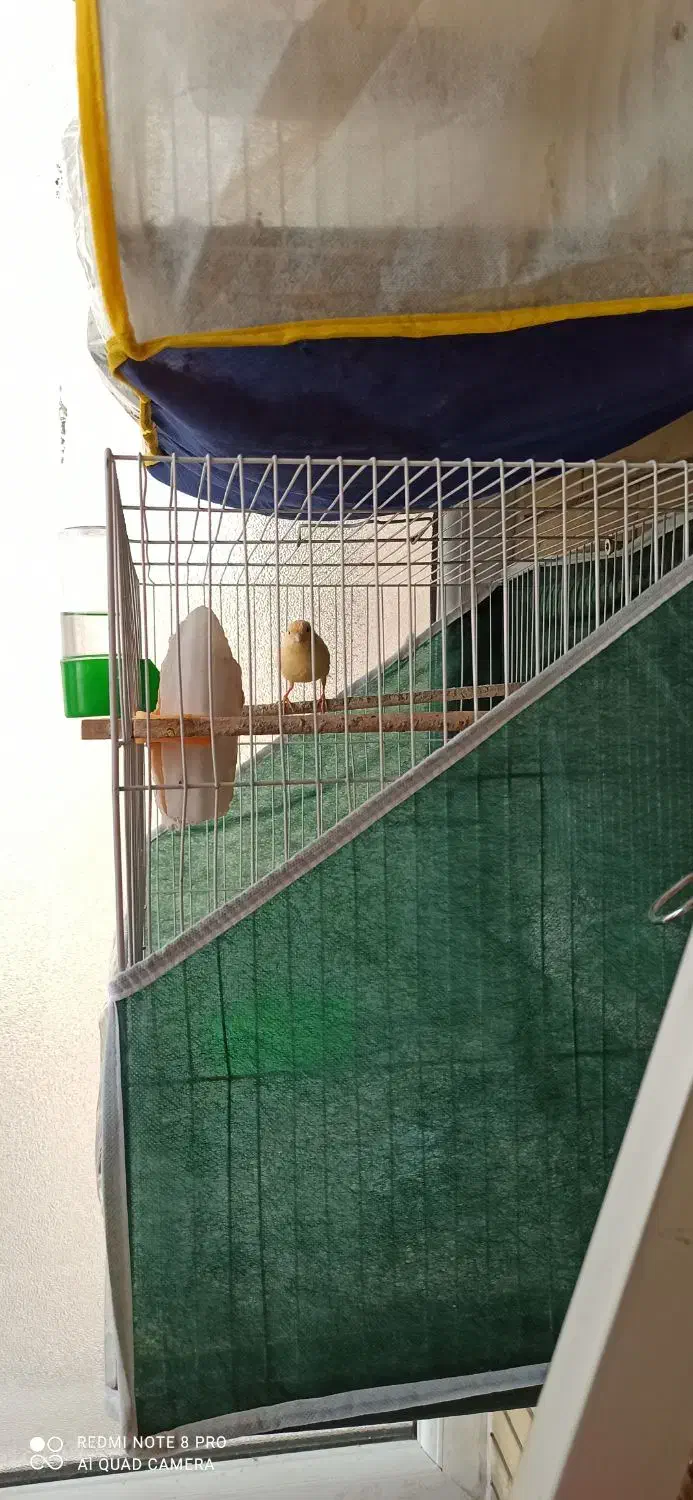 قناری ماده پرتقالی|پرنده|مشهد, فارغ التحصیلان|دیوار