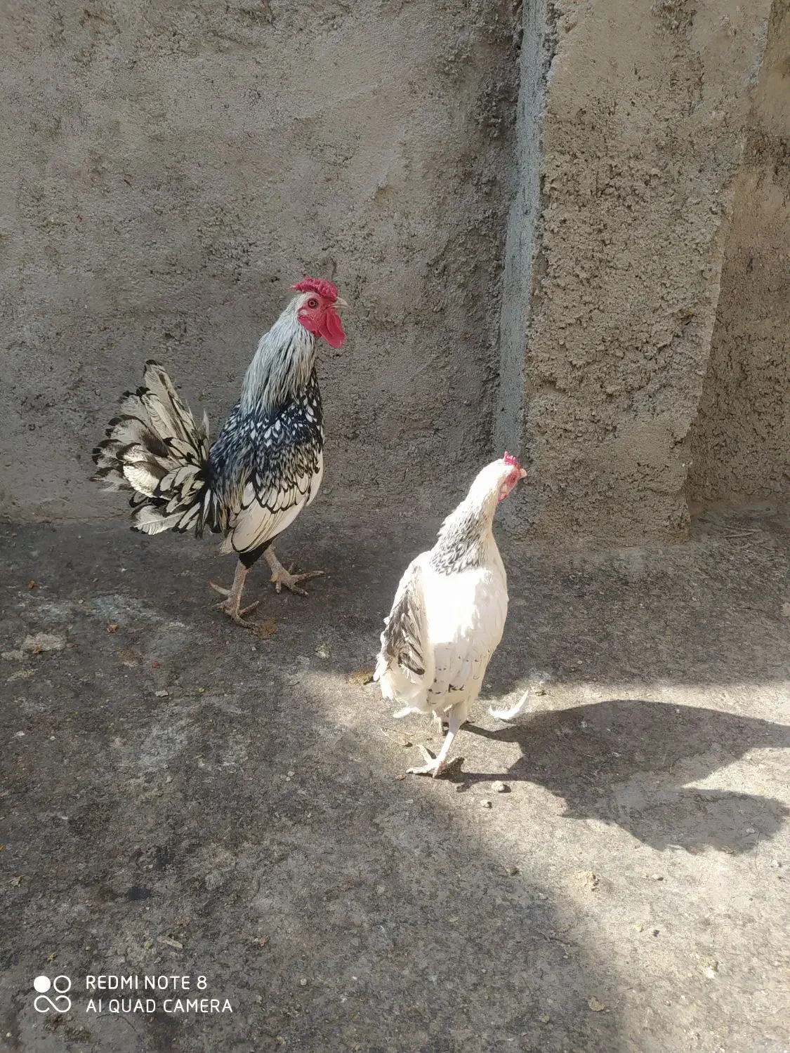مرغ و خروس زینتی سپرایت|حیوانات مزرعه|چناران, |دیوار
