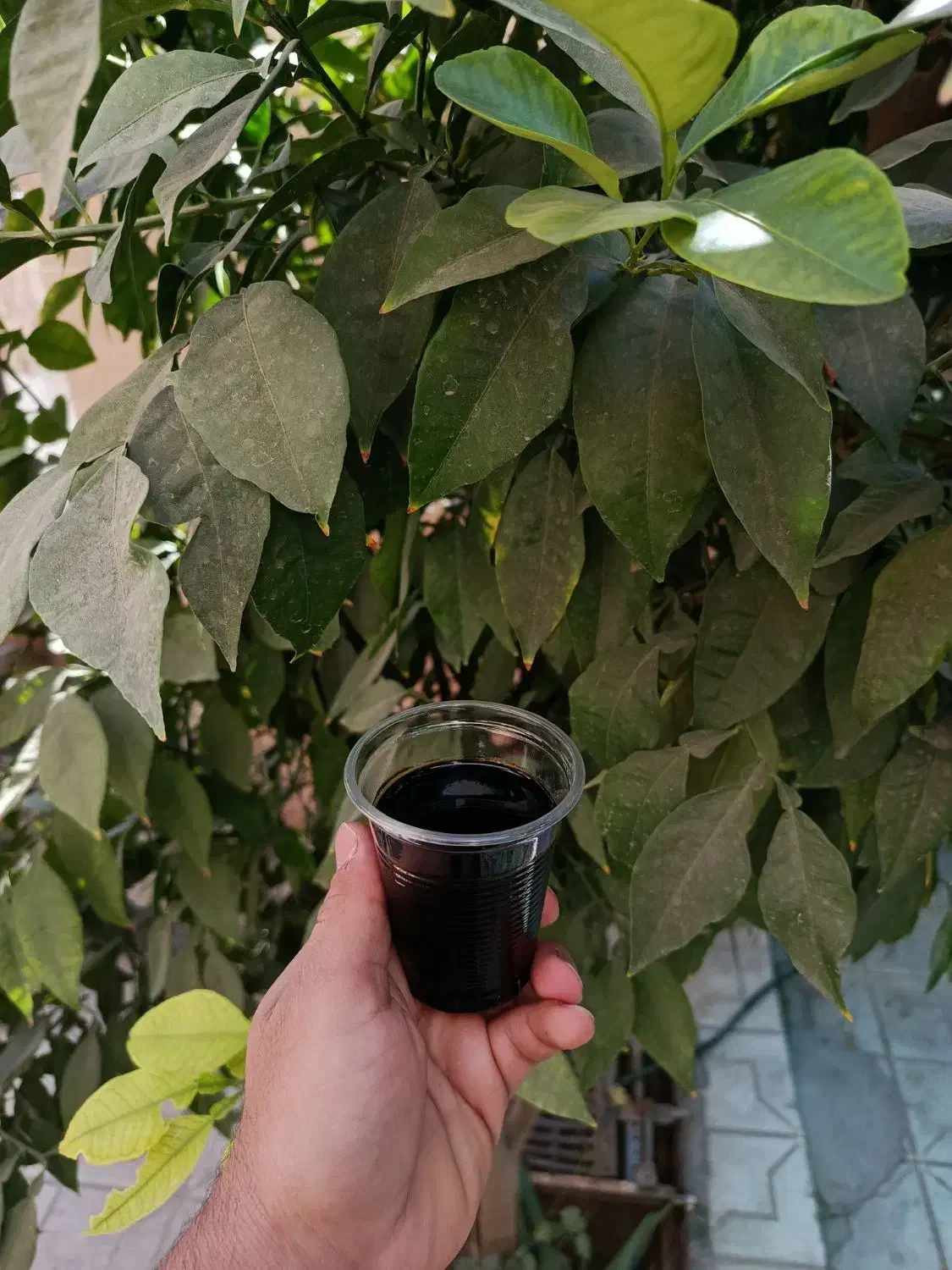 کود اسیدهیومیک|خدمات باغبانی و درختکاری|یزد, |دیوار