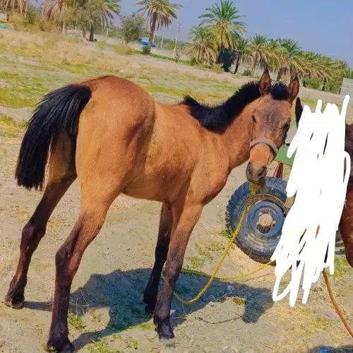 اسب مادیان سواری|اسب و تجهیزات اسب‌سواری|کهنوج, |دیوار