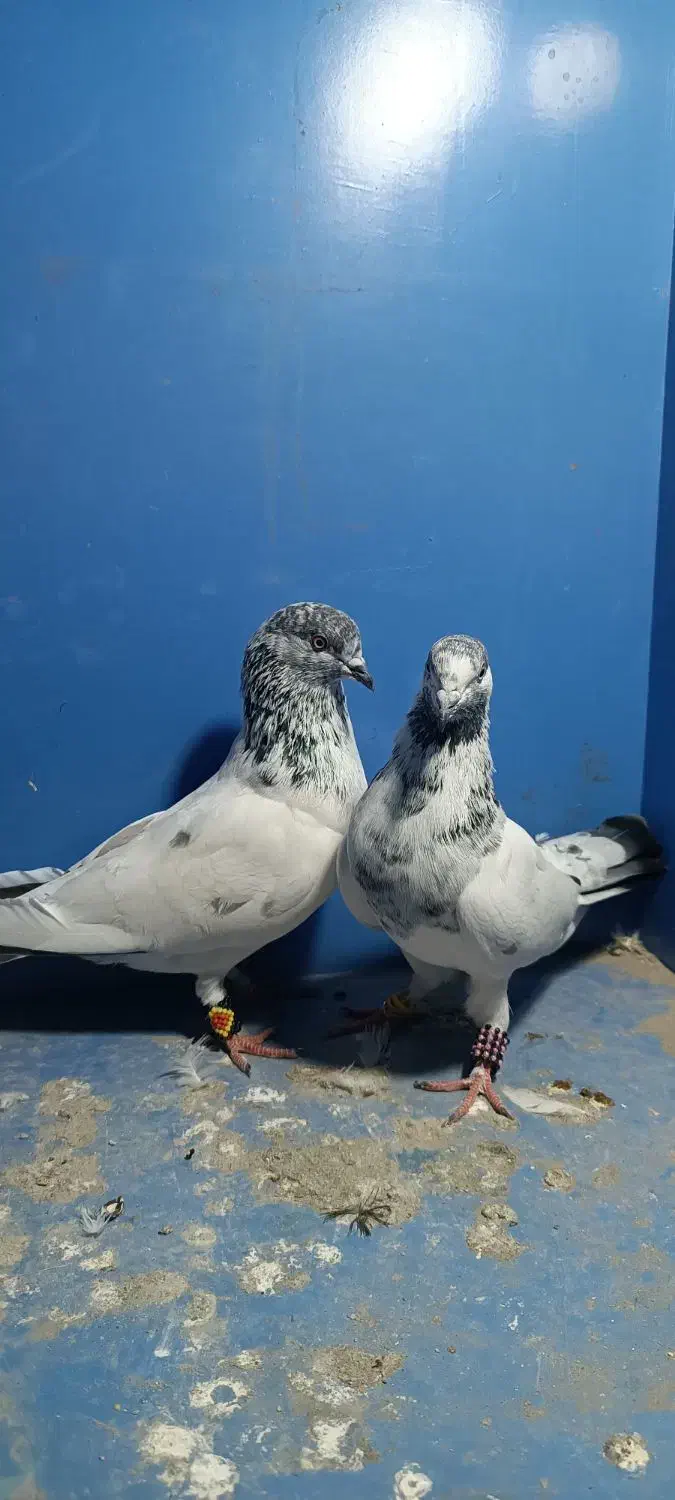 کفتر|پرنده|میناب, |دیوار