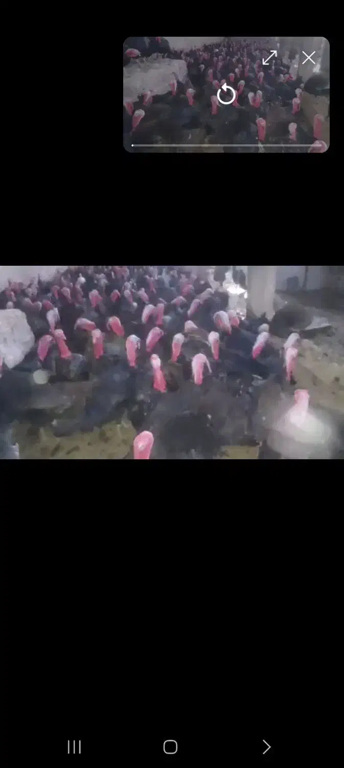 بوقلمون خرت ۲ساله|حیوانات مزرعه|سقز, |دیوار