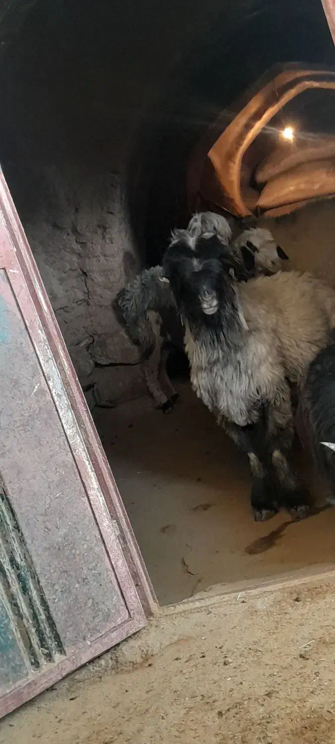 نرمیش کله سیاه شاخی|حیوانات مزرعه|اردل, |دیوار