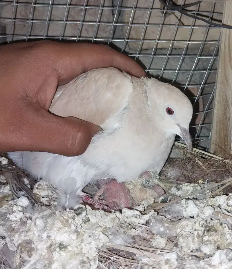 کبوتر خانگی زیبا|پرنده|ایرانشهر, |دیوار