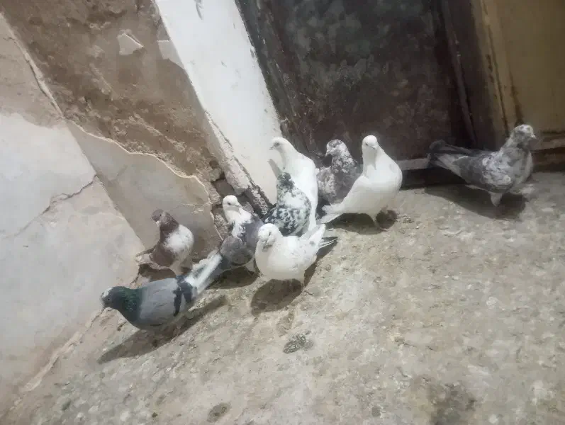 کبوتر|پرنده|نقده, |دیوار