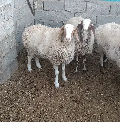 فروش میش جوان|حیوانات مزرعه|فردوس (خراسان), |دیوار