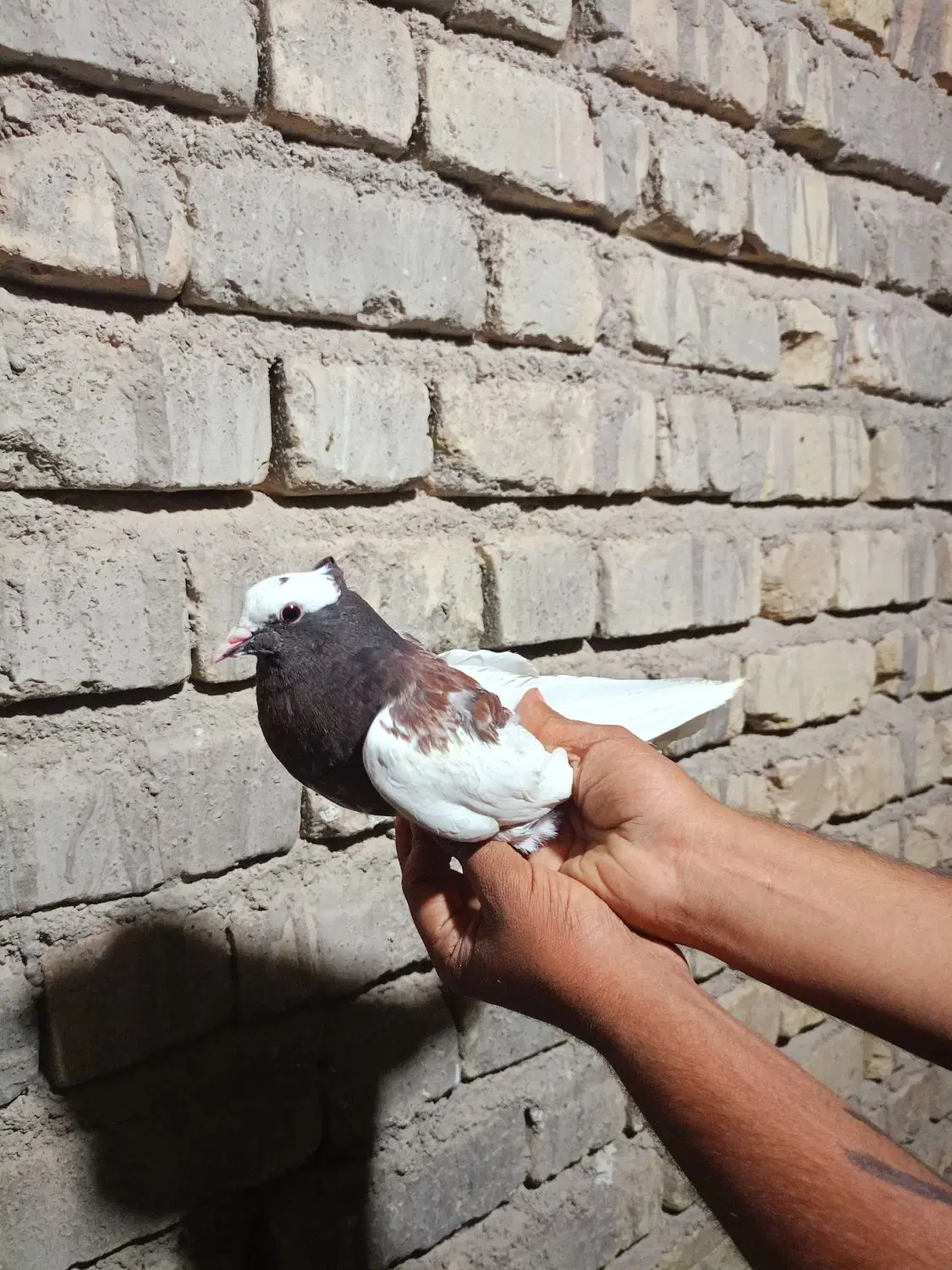 طوقی دوبر|پرنده|شیراز, شیخ علی چوپان|دیوار