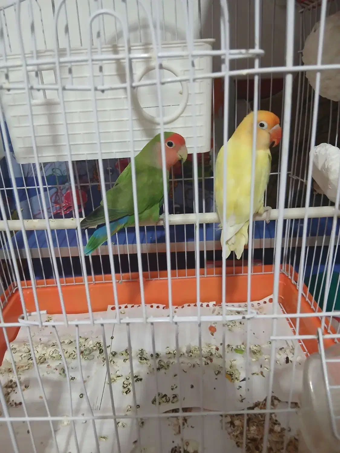 فروش دو عدد طوطی کوتوله برزیلی نرو ماده|پرنده|هشتگرد, هشتگرد قدیم|دیوار