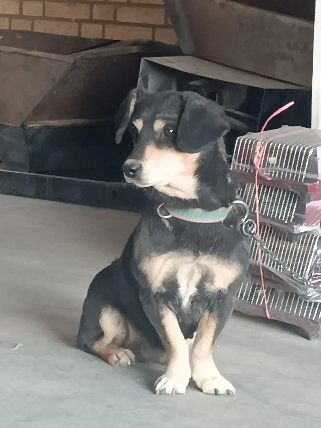 سگ پاکوتاه حرف گوش کن|سگ|اراک, |دیوار