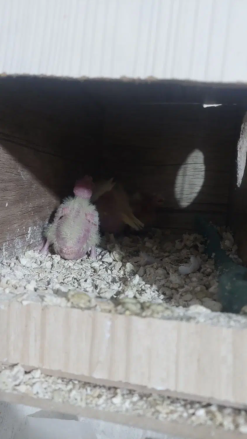 جوجه عروس هلندی|پرنده|مرودشت, ابوذر شمالی|دیوار