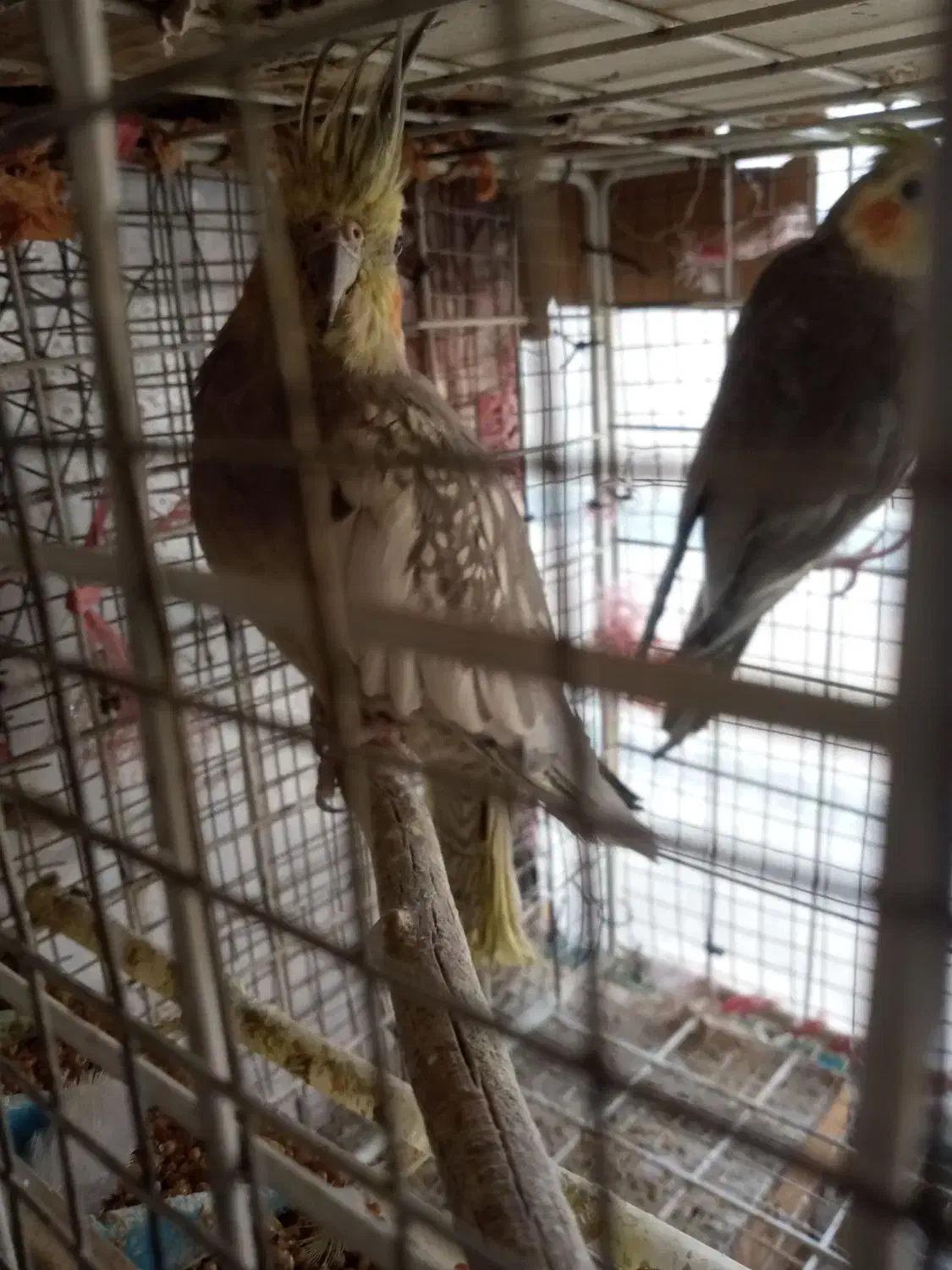 جفت عروس مولد|پرنده|سراوان, |دیوار