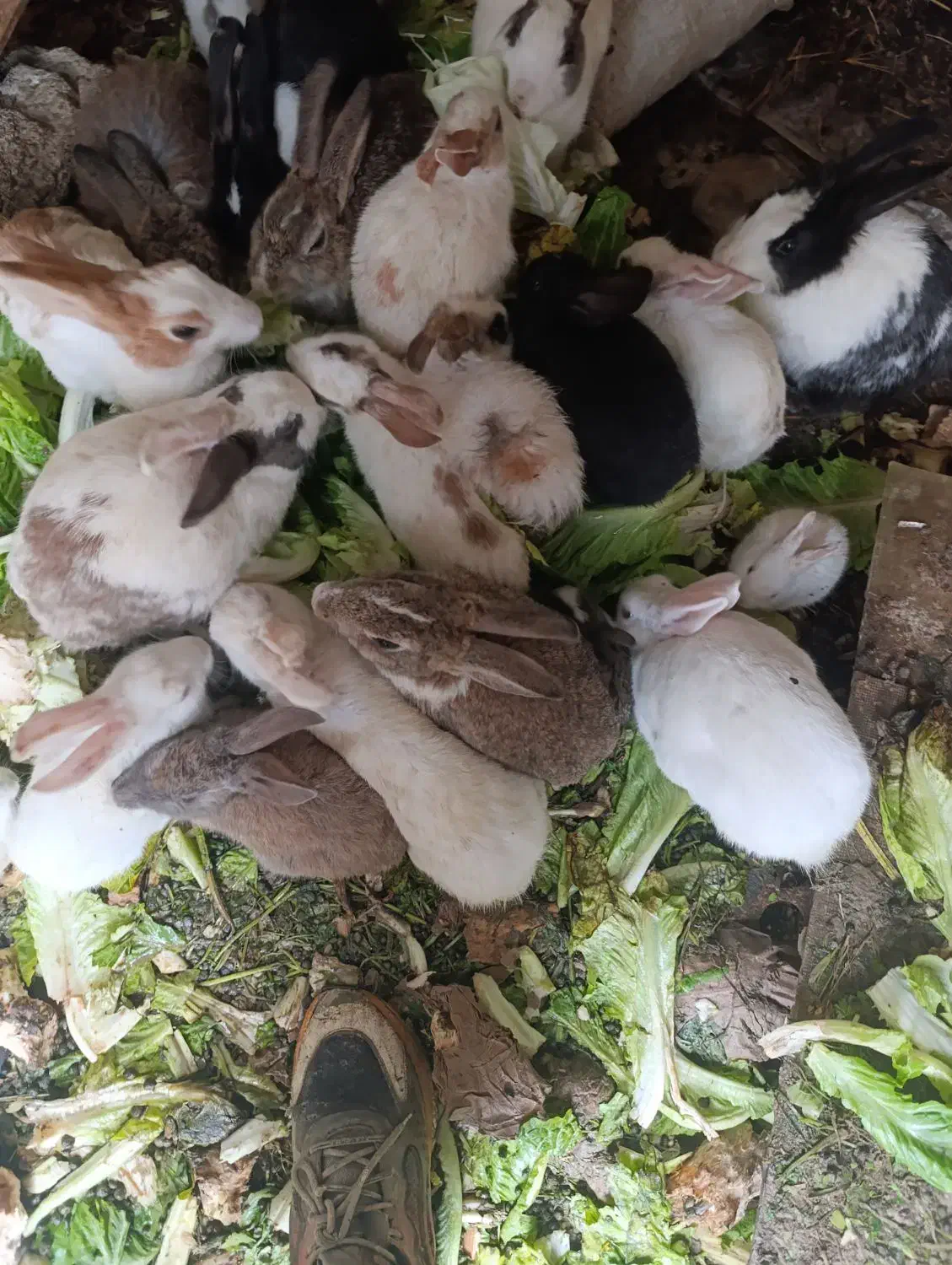 خرگوش ناز کوچولو|موش و خرگوش|سنندج, |دیوار