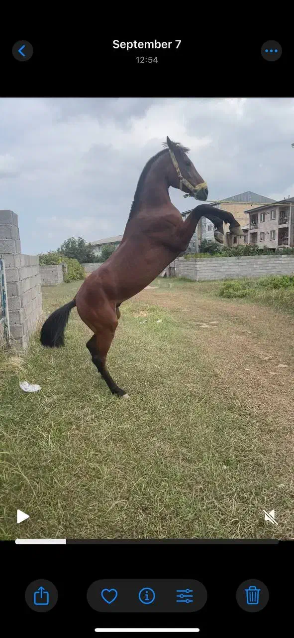 نریان چهار سال|اسب و تجهیزات اسبسواری|ماسال, |دیوار