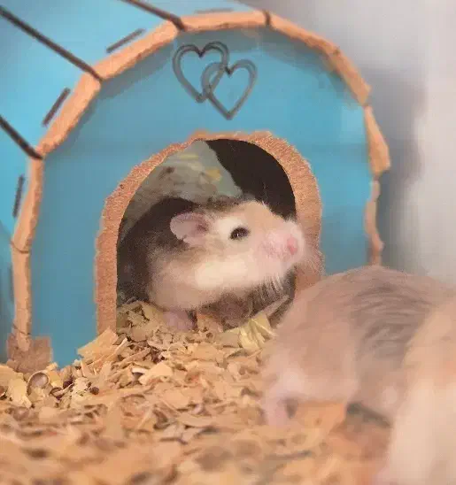 همستر روبروفسکی|موش و خرگوش|تهران, دارآباد|دیوار