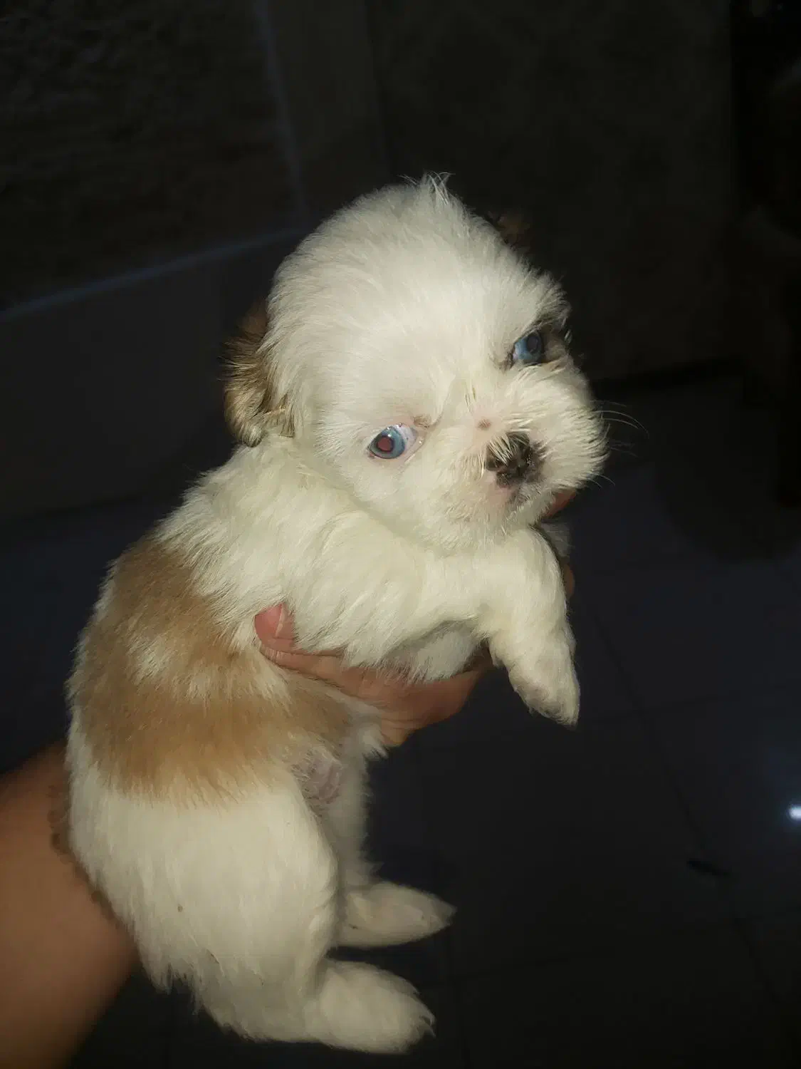 سگ سیدزو|سگ|اهواز, کیانپارس |دیوار