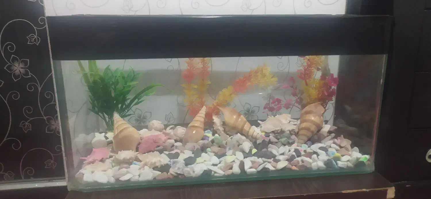 آکواریوم|ماهی|خرم‌آباد, |دیوار